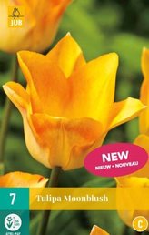 Karta - Tulipán - Moonblush (7 cibulí) "C"