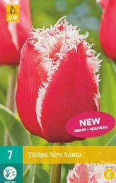Karta - Tulipán - New Santa (7 cibulí) "C"