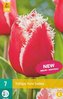 Karta - Tulipán - New Santa (7 cibulí) "C"