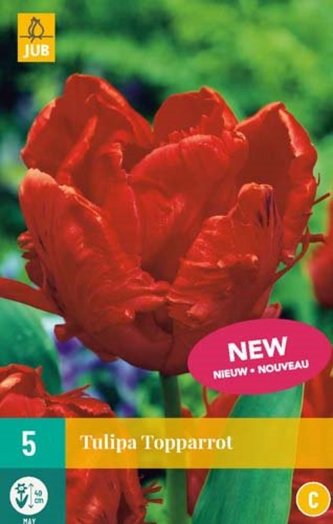 Karta - Tulipán - Topparrot new (7 cibulí) "C"