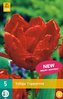 Karta - Tulipán - Topparrot new (7 cibulí) "C"