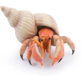 Krab pustelnik Krab pustelnik